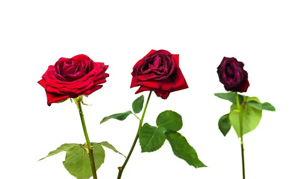 Photo of The stages of the life cycle of red rose from flowering to wilting on white isolated background.