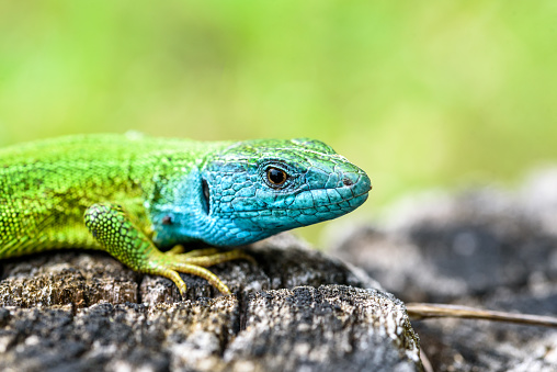 Male European green lizard, lacerta viridis.  Wild vertebrate in wilderness on a sunny.