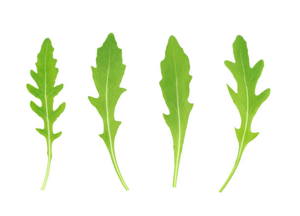 Arugula leaves isolated on white stock photo