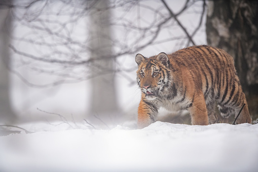 Siberian tiger in the winter focusing to the prey. Winter season. Panthera tigris altaica. Wild animal in the natural habitat.