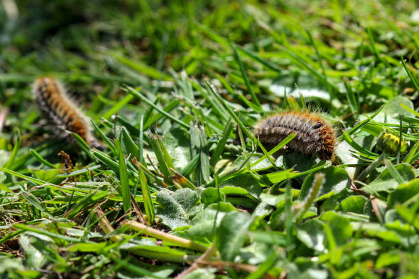 istock pine processionary (processionary) caterpillars (caterpillar) in the green grass (green lawn) in the flock close up (macro) - (thaumetopoea pityocampa) 1397983314