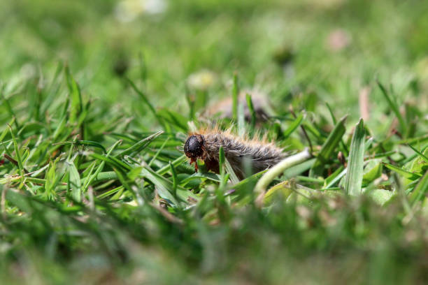 istock pine processionary (processionary) caterpillars (caterpillar) in the green grass (green lawn) in the flock close up (macro) - (thaumetopoea pityocampa) 1397983386