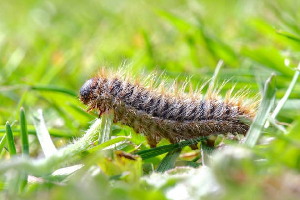istock pine processionary (processionary) caterpillars (caterpillar) in the green grass (green lawn) in the flock close up (macro) - (thaumetopoea pityocampa) 1397984005