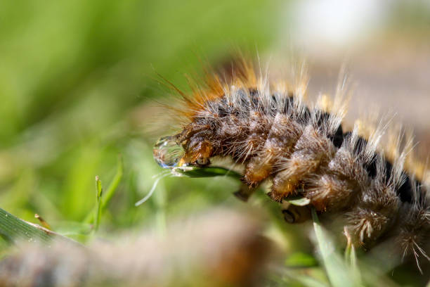 istock pine processionary (processionary) caterpillars (caterpillar) in the green grass (green lawn) in the flock close up (macro) - (thaumetopoea pityocampa) 1397984277