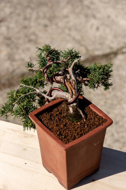 istock Bonsai are miniature trees 1397984306