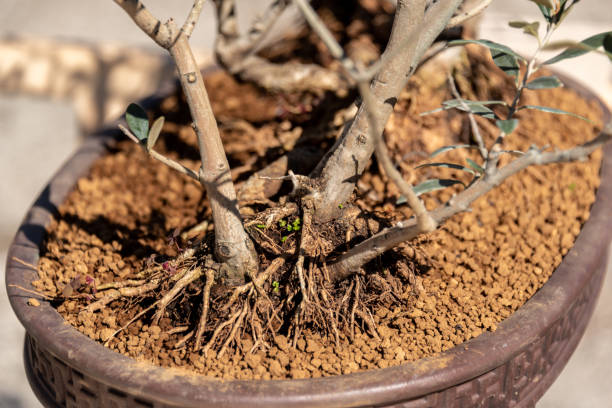istock Bonsai are miniature trees 1397984531