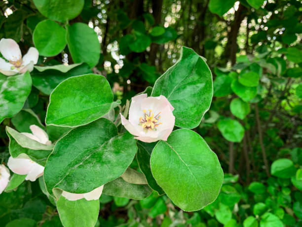 istock Blooming flower on a wild quince tree. 1397985685
