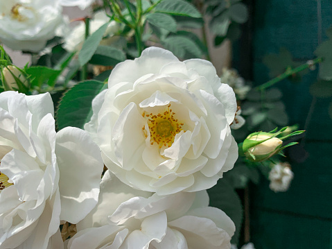 Beautiful white garden rose. Blooming white Bengal rose, also known as Chinese rose. Beautiful white garden rose.