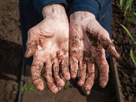 An elderly woman holds out empty palms of dirty hands. The concept of begging or gardening.