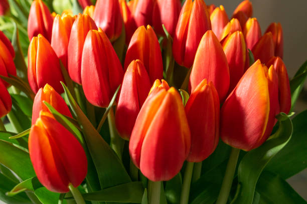 istock Tulip Bouquet, Spring Tulipa Flowers 1397987166