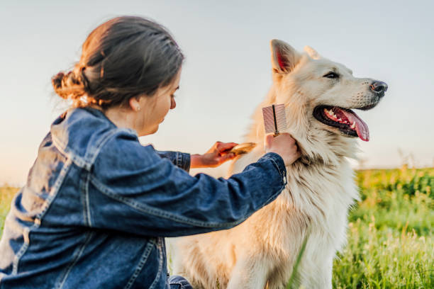 istock Woman combing her dog in the park 1397987990