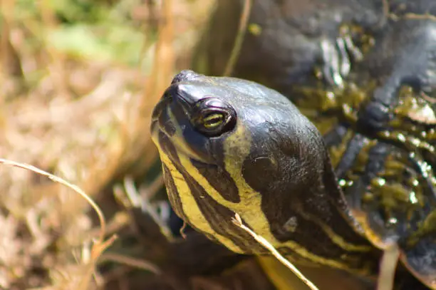 Photo of Close-p of turtle head side view with eye and selective focus on foreground