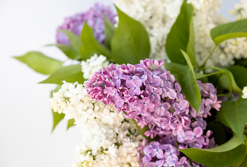 Bouquet of lilac flowers on a white background.