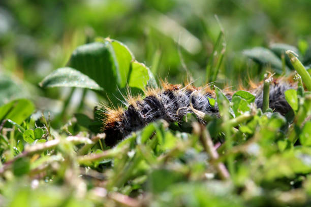 istock pine processionary (processionary) caterpillars (caterpillar) in the green grass (green lawn) in the flock close up (macro) - (thaumetopoea pityocampa) 1397989149