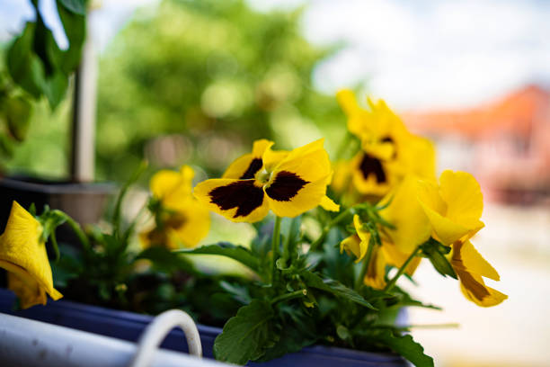Close up shot of Beautiful small yellow house plant on balcony
