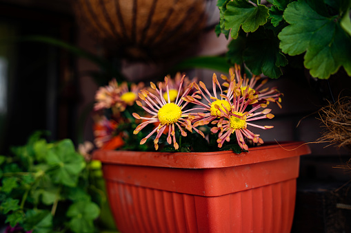 Close up shot of Colorful flowers in flower pot on balcony
