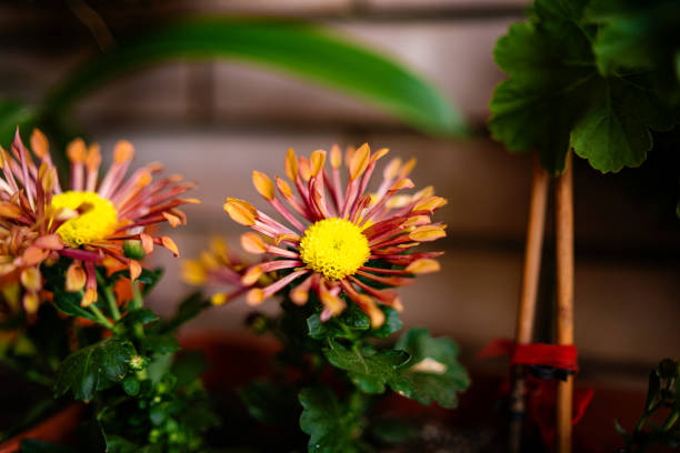 Close up shot of Colorful flowers in flower pot