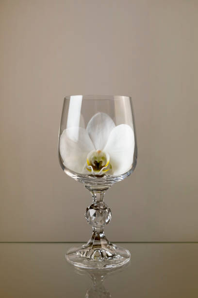 istock White orchid flower in a wine glass 1397990462