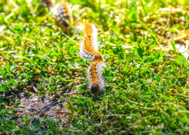 istock pine processionary (processionary) caterpillars (caterpillar) in the green grass (green lawn) in the flock close up (macro) - (thaumetopoea pityocampa) 1397991217