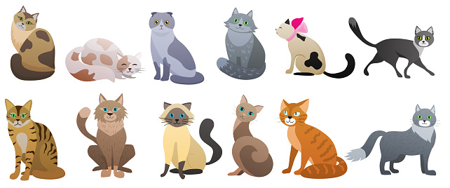 Cute cats of different breeds set vector illustration. Cartoon funny red, grey or brown pet sitting, lazy fluffy kitty lying, kittens poses collection isolated white. Friendly animal, meow concept