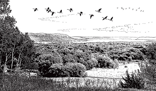 Rolling landscape with geese flying in V-Formation