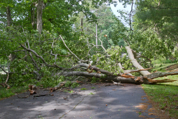 Fallen Tree In Road 260+ Fallen Tree Blocking Road Stock Photos, Pictures & Royalty-Free ...