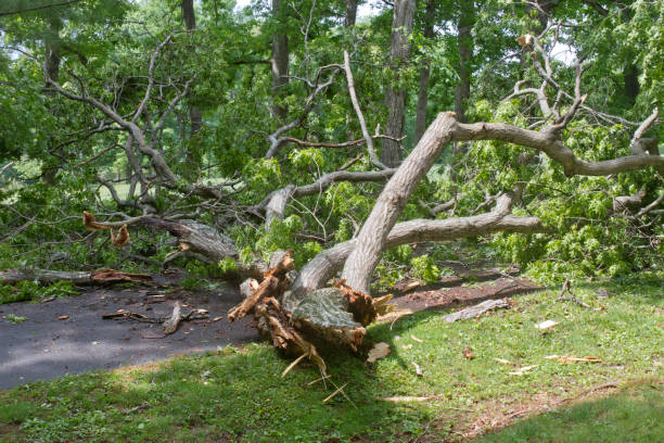 istock Huge Oak Tree Falls Across A Narrow Road 1397994530