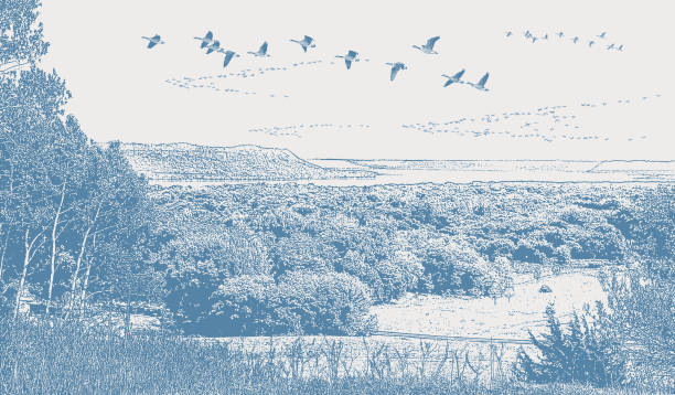 ilustraciones, imágenes clip art, dibujos animados e iconos de stock de paisaje ondulado con gansos volando en v-formation - deciduous tree forest tree nature