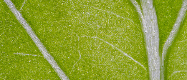 macrophotograph of a green parsley leaf with visible sap veins, high-detail image.