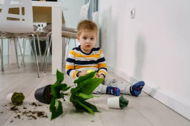 one caucasian boy making mess in the house playing and mischief with bad behavior flower pot damaged on the floor naughty kid at home childhood and growing up misbehavior concept