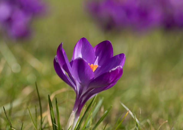 Crocus tommasinianus Ruby Giant in flower in springtime, England, United Kingdom