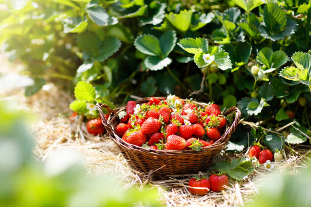 istock Strawberry field on fruit farm. Berry in basket. 1398002399