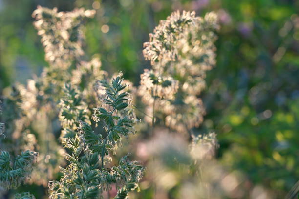 istock Dactylis illuminated with the morning sun 1398005099