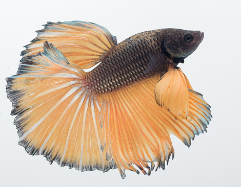 Angelfish (Pterophyllum scalare)