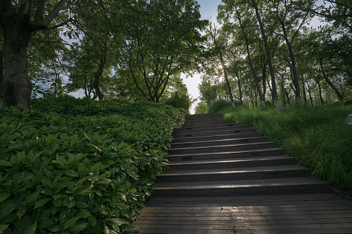 Stone Pathway in a Lush Green Park