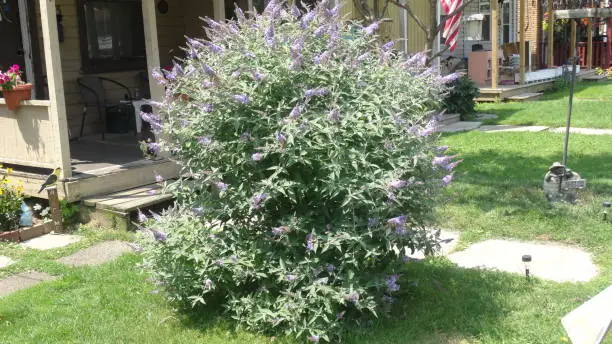 A Butterfly Bush