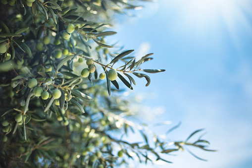 Olives on Olive Tree with sunny blue sky