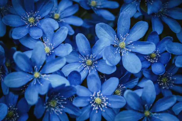 Blue forest wildflowers background