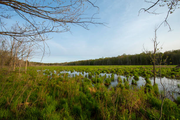 istock Afternoon scenics at the marsh #1 1398016133