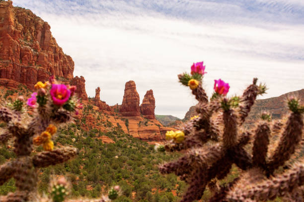 Purple springtime blooms along the hillside in the Davis mountains of Texas.