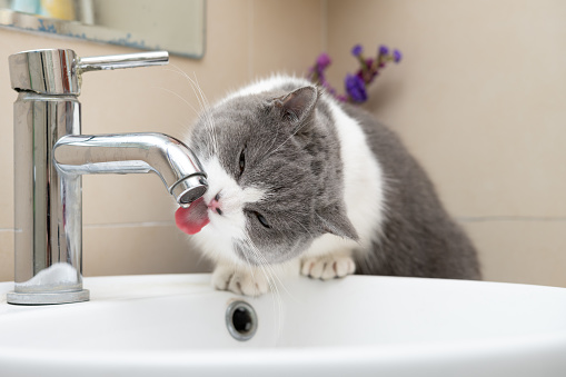 Beautiful short hair cat drinking water from the tap at the kitchen