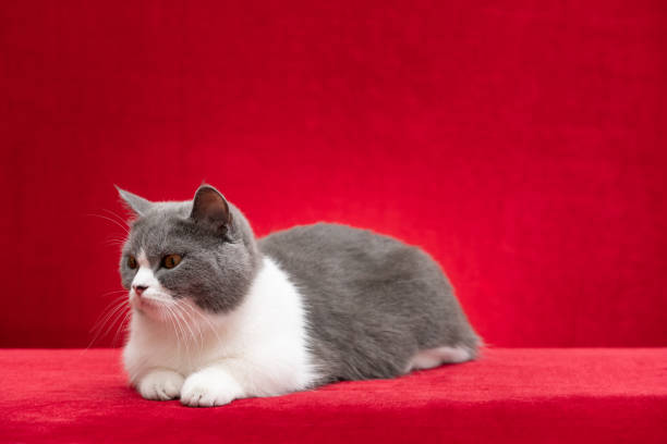 a british shorthair cat on a red background