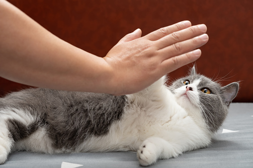 man giving a high five to a cute british shorthair cat