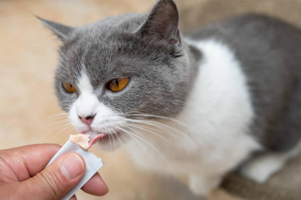 istock cat eating slice of meat 1398018165