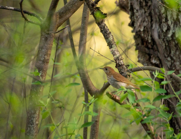 istock Veery perched in the woods #1 1398018795