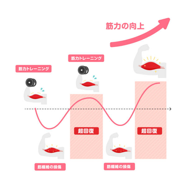 Graph illustration of efficient muscle growth (supercompensation mechanism) | Japanese Graph illustration of efficient muscle growth (supercompensation mechanism) | Japanese 運動する stock illustrations