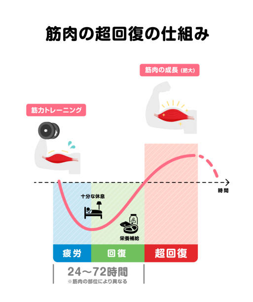 Graph illustration of efficient muscle growth (supercompensation mechanism) | Japanese Graph illustration of efficient muscle growth (supercompensation mechanism) | Japanese 運動する stock illustrations