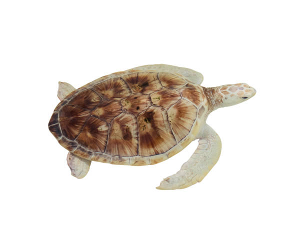 istock Sea Turtle isolated on white background 1398019673
