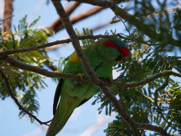 istock Pretty Musk Lorikeet peers down from above 1398021473