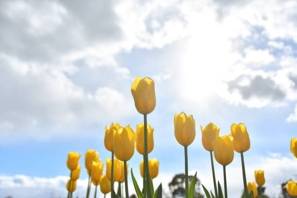 istock Tulip flowers in full bloom 1398022415